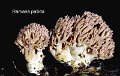 Ramaria pallida-amf418-1
